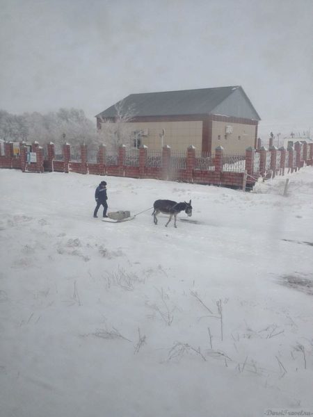 Казахстан. Ослик.