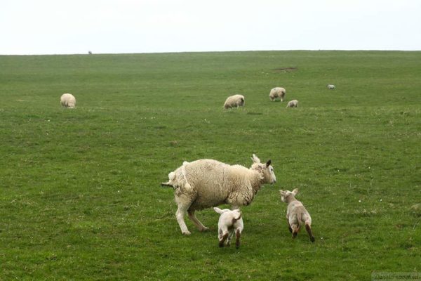 Шотландия. Оркнейские острова. West Mainland.